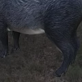 Visayas Wild Boar Visayas Warthog Curly Boar Animal 3d model