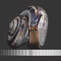 Snail With Striped Spiral Shell On Silver Euro Coin Isolated On Dark Background
