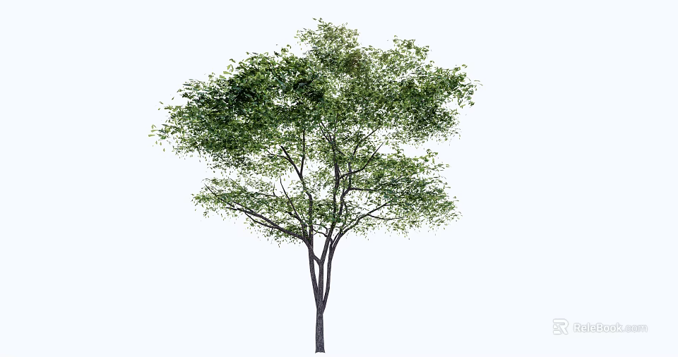 Isolated Healthy Arbor With Lush Green Foliage And Strong Straight Trunk 3d model 