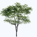 Isolated Healthy Arbor With Lush Green Foliage And Strong Straight Trunk