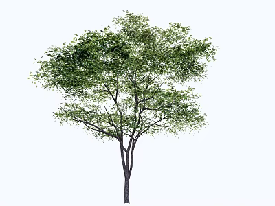 Isolated Healthy Arbor With Lush Green Foliage And Strong Straight Trunk 3d model