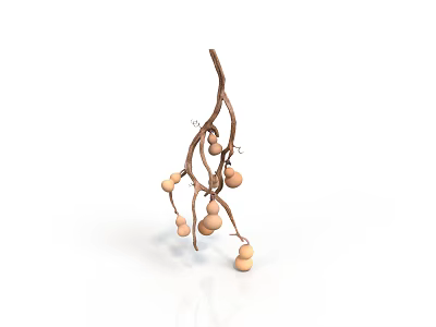 Natural Plant With Brown Branches And Round Orange Fruits On White Background 3d model