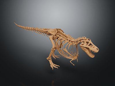 Modern Skeleton Animal Skeleton Dinosaur Skeleton 3d model