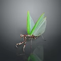 Green Winged Praying Mantis With Brown And White Striped Body And Reflection On Grey Background