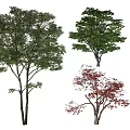 Different Types Of Arbor Trees With Green And Red Foliage And Varied Shapes