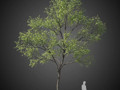 Tall Arbor With Lush Green Leaves Sturdy Trunk And Human Figure For Scale 3d model