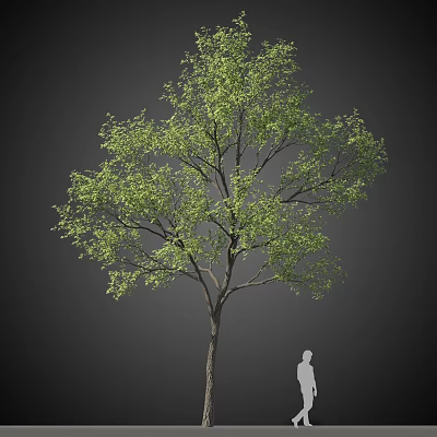 Tall Arbor With Lush Green Leaves Sturdy Trunk And Human Figure For Scale 3d model