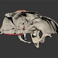 Human Skeleton Anatomical Model With Red Spinal Structure And Bone Details