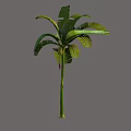 Palm Tree With Tall Trunk And Broad Textured Fronds Structure