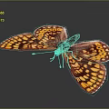Vibrant Red And Yellow Butterfly With Spotted Wings On Dark Background