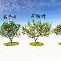 Modern Fruit Tree Apple Tree Orange Tree Loquat Tree Pomegranate Tree Landscape Tree 3d model