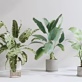 Tropical Potted Plants With Large Green Leaves In Concrete Pots And Wooden Stand