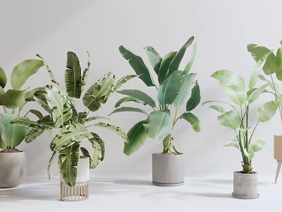 Tropical Potted Plants With Large Green Leaves In Concrete Pots And Wooden Stand 3d model