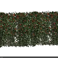 Lush Green Shrub With Red Berries And Dense Foliage For Garden Landscaping