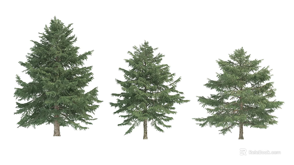 Three Evergreen Arbor Trees With Lush Foliage And Different Sizes Against White Background 3d model 