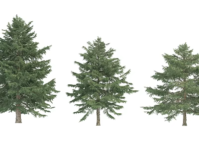 Three Evergreen Arbor Trees With Lush Foliage And Different Sizes Against White Background 3d model