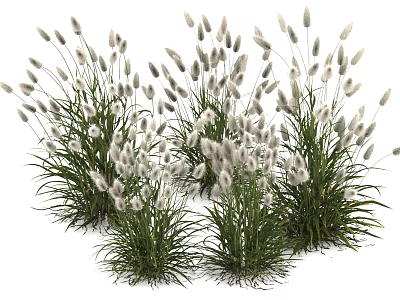 White Fluffy Grass with Green Stems and Leaves Growing in Natural Clusters 3d model