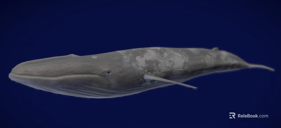 Gray Whale With White Patches Swimming In Deep Blue Ocean Background 3d model 
