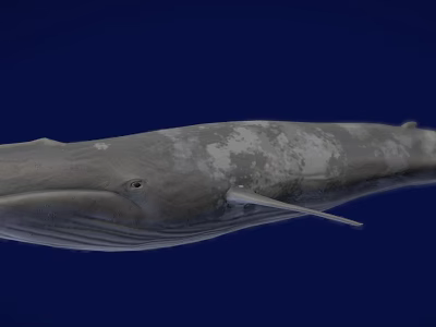 Gray Whale With White Patches Swimming In Deep Blue Ocean Background 3d model