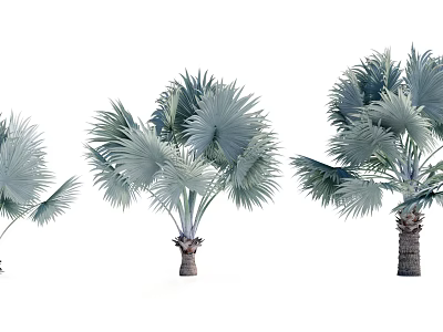 Various Palm Trees With Silver Green Leaves And Textured Trunks 3d model