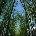 Serene Bamboo Forest Scenery With Lush Green Shoots And Sunlit Path