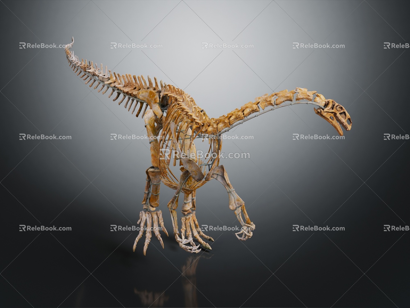 Modern skeleton dinosaur skeleton dinosaur fossil 3d model