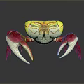 Vibrant Colored Crab With Yellow Body And Red White Claws Detailed Appearance On Dark Background