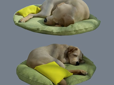 Reptile Resting On Green Cushion With Yellow Pillow And Soft Surface 3d model