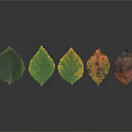 Gradual Color Changing Leaves Arranged From Green To Red On Gray Background With Reflections