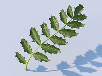 Natural Green Leaf With Serrated Edges And Stem On Light Blue Background With Soft Shadows 3d model