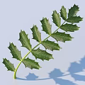 Natural Green Leaf With Serrated Edges And Stem On Light Blue Background With Soft Shadows