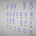 Human Chromosomes Karyotype Display With Numbered Pairs And Sex Chromosomes