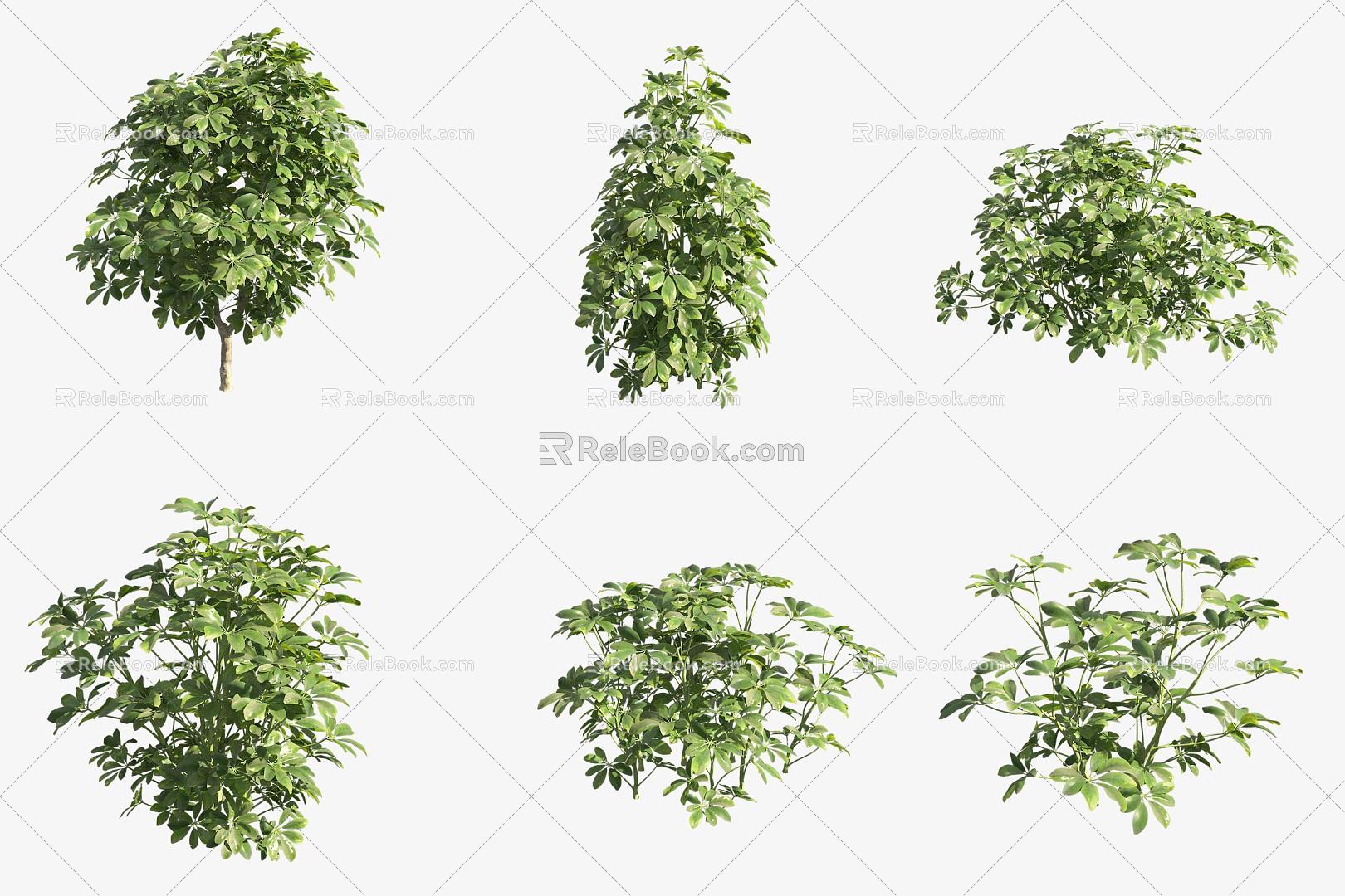 Tooth-leaved holly shrub 3d model