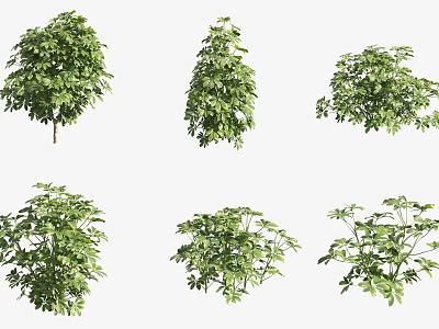 Tooth-leaved holly shrub 3d model