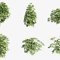 Tooth-leaved holly shrub 3d model