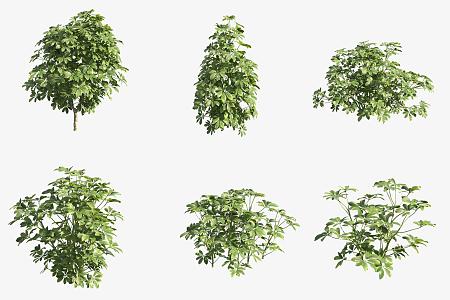 Tooth-leaved holly shrub 3d model