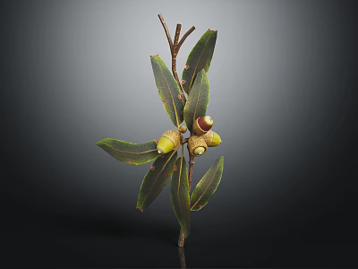 Organic Acorns On Natural Branch With Green Leaves Red Spots And Nutty Flavor 3d model