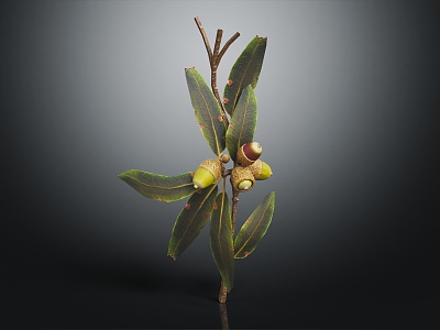 Modern Hazelnut Tree Nuts model