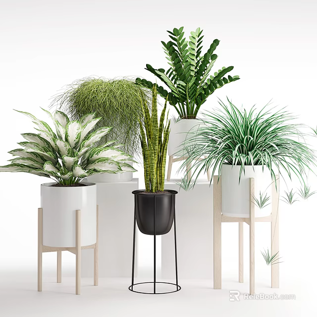 Various Bonsai Potted Plants in White Black Ceramic Pots on Wooden Stands 3d model 