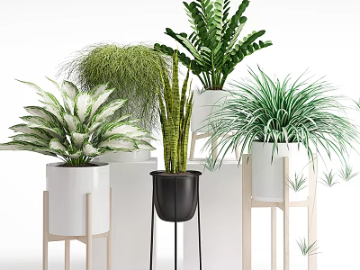 Various Bonsai Potted Plants in White Black Ceramic Pots on Wooden Stands 3d model