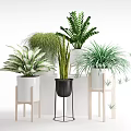 Various Bonsai Potted Plants in White Black Ceramic Pots on Wooden Stands