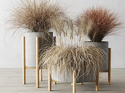 Bonsai Potted Plants On Wooden Stands With Colorful Grass Light Walls And Wooden Floor 3d model