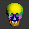 Detailed Colorful 3D Human Skull Organ Model With Hair Structure And Anatomical Features