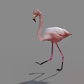 Pink Flamingo Walking On One Leg With Shadow On Gray Background