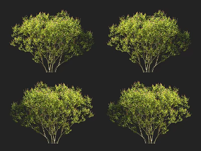 Four Arbor Trees With Lush Green Foliage And Natural Branch Structure On Black Background 3d model