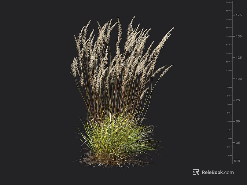 Tall Ornamental Grass With Slender Stems White Feathery Plumes And Green Foliage 3d model 