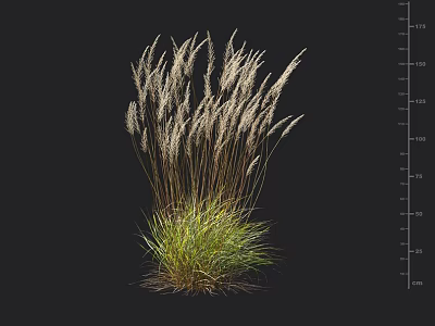 Tall Ornamental Grass With Slender Stems White Feathery Plumes And Green Foliage 3d model