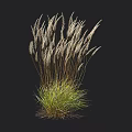 Tall Ornamental Grass With Slender Stems White Feathery Plumes And Green Foliage