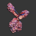 Detailed 3D Anatomical Organ Model With Vascular Structure For Medical Teaching