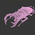 Vibrant Purple Orange Beetle With Large Pincers Glossy Exoskeleton And Detailed Texture
